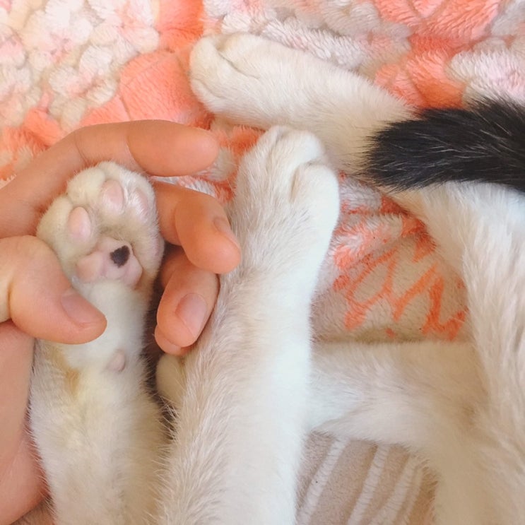  옥스토리) 고양이 링웜 치료 후기 링웜소독약 만들기 약용샴푸 추천