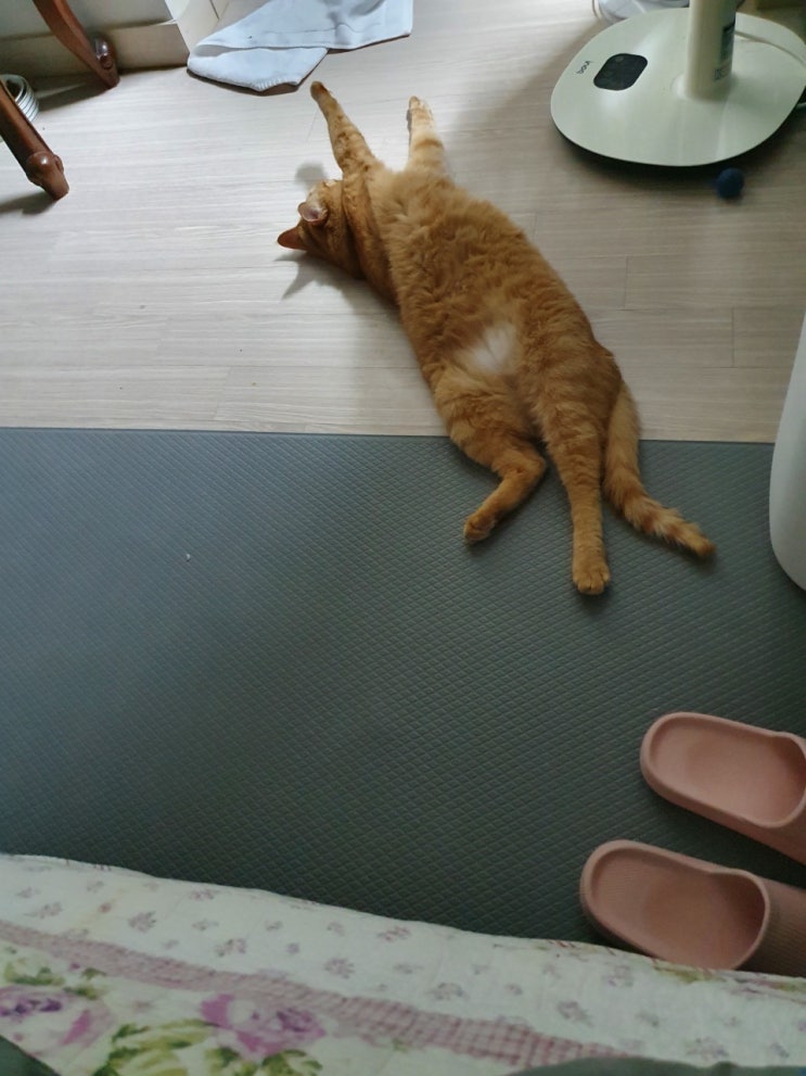 발라당 고양이 꾹꾹이 잘하는 치즈냥이 밤비는 12살