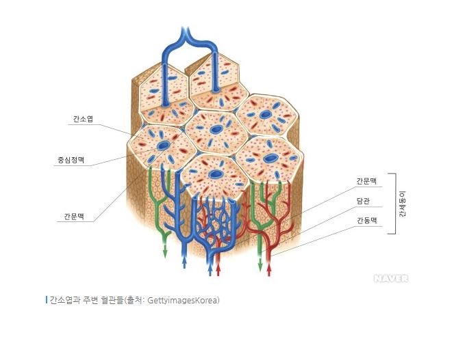 간 소엽 구조