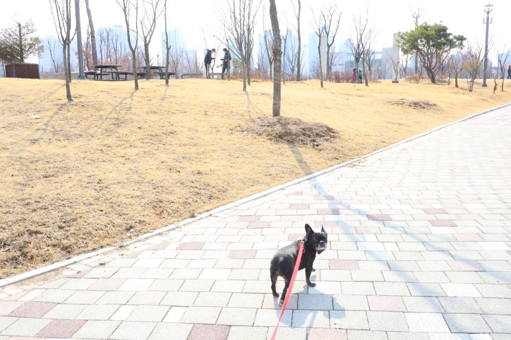 김포 강아지 산책하기 좋은 한강중앙공원