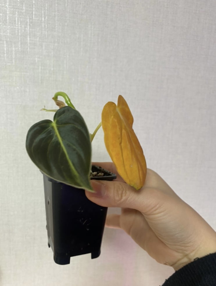 새잎의 기록 새잎의 기록