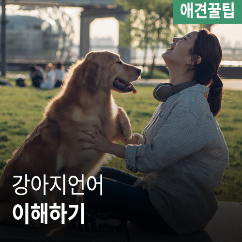 [애견꿀팁] 강아지 언어 배우기 (바디랭귀지, 카밍시그널)
