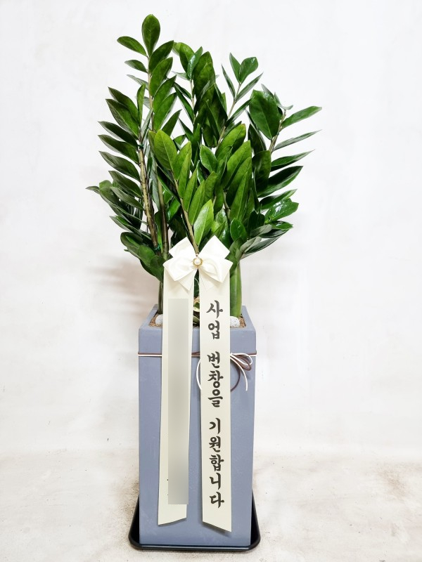  금전수 10호/더로즈플라워/가산동꽃집/독산동꽃집/금천구꽃집/시흥동꽃집/광명시꽃집/강서구꽃집