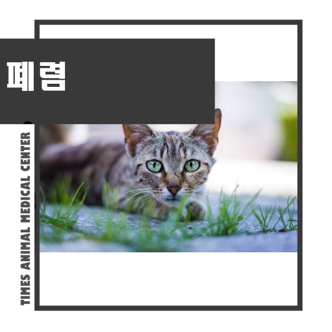 고양이 폐렴, 원인과 증상 및 치료 3