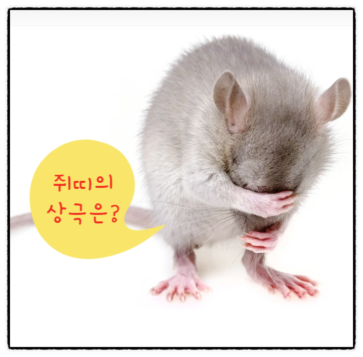  [띠 이야기 상성편] 쥐띠의 상극은?