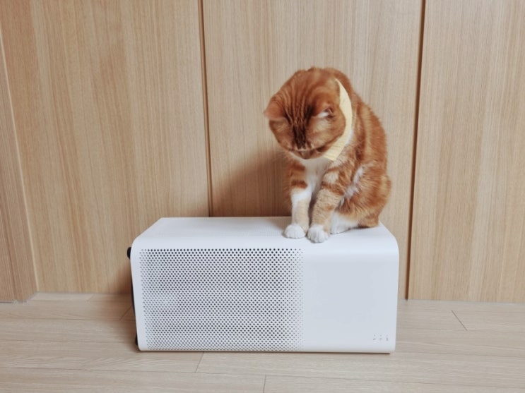  고양이 공기청정기 비염이 있는 펫팸족의 필수품 샤오미 미에어2