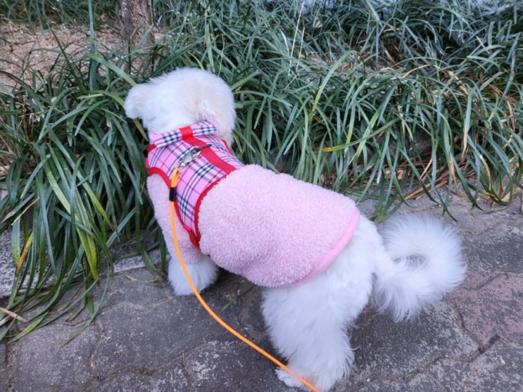  강아지와 산책하는 방법과 에티켓 알아봤지요~