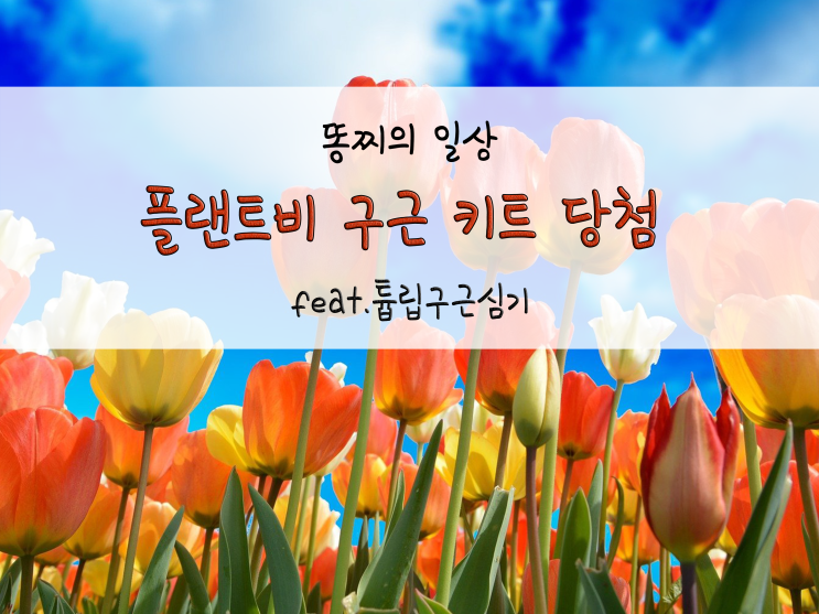  플랜트비 1+1구근키트 당첨 후기 feat. 튤립구근심기_220125