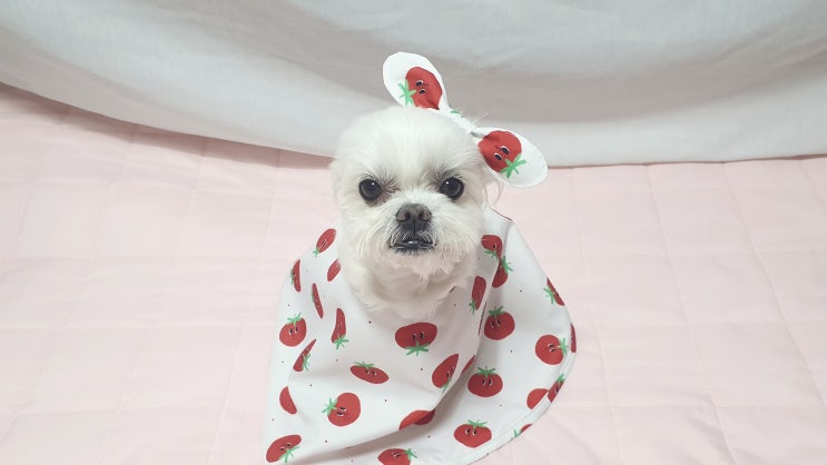  쏭퍼피 강아지세안보 강아지 세수시키기