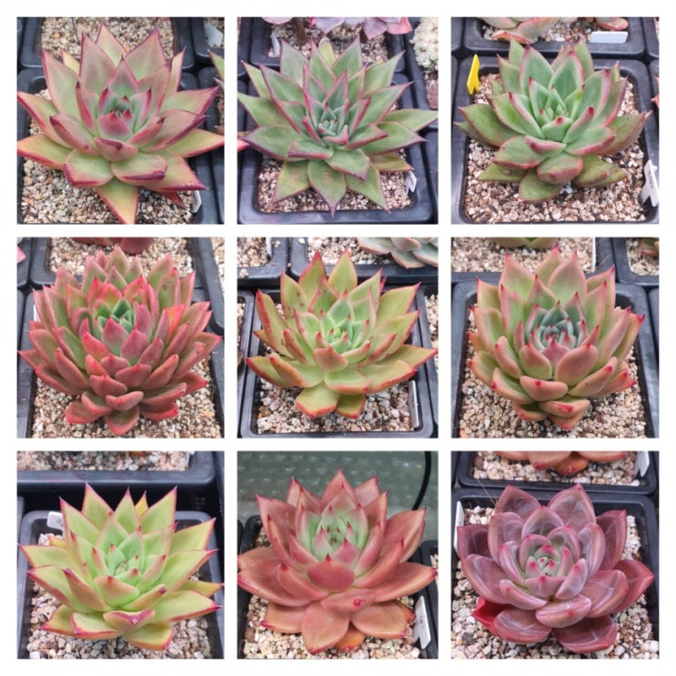  다육식물  sp. hy.  cultivar.