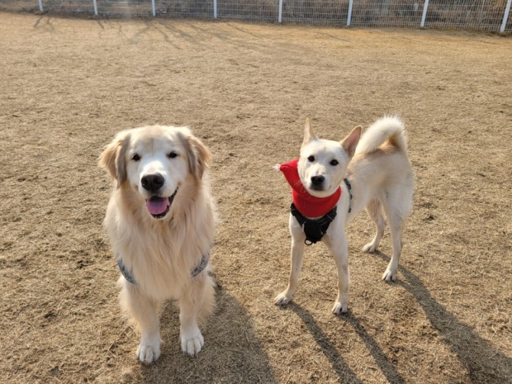  성남분당애견유치원:) 라드독