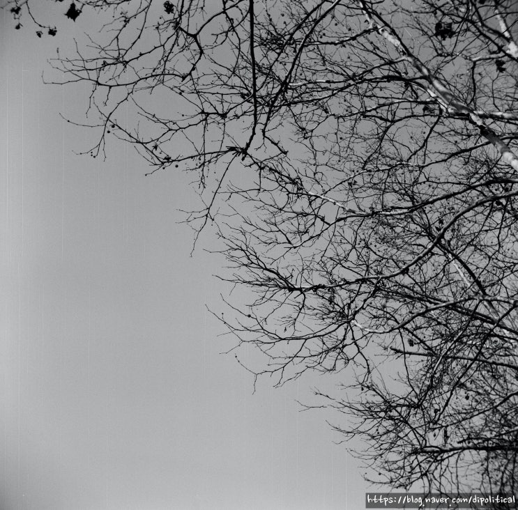  13_리코플렉스 모델7 + 코닥 T-Max 400