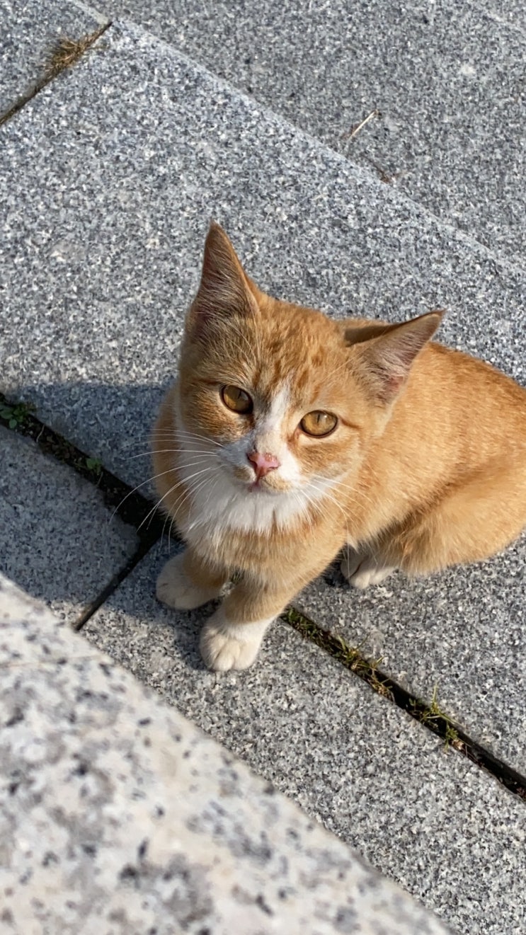  길고양이 사진 모음