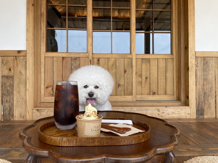  강릉 애견동반카페_강냉이 소쿠리