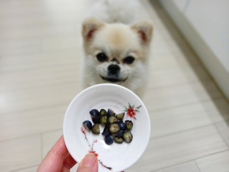 강아지 블루베리 간식 하루 섭취량 급여방법 궁금증 해결