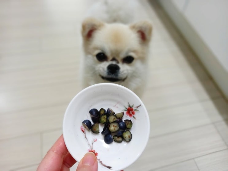  강아지 블루베리 간식 하루 섭취량 급여방법 궁금증 해결