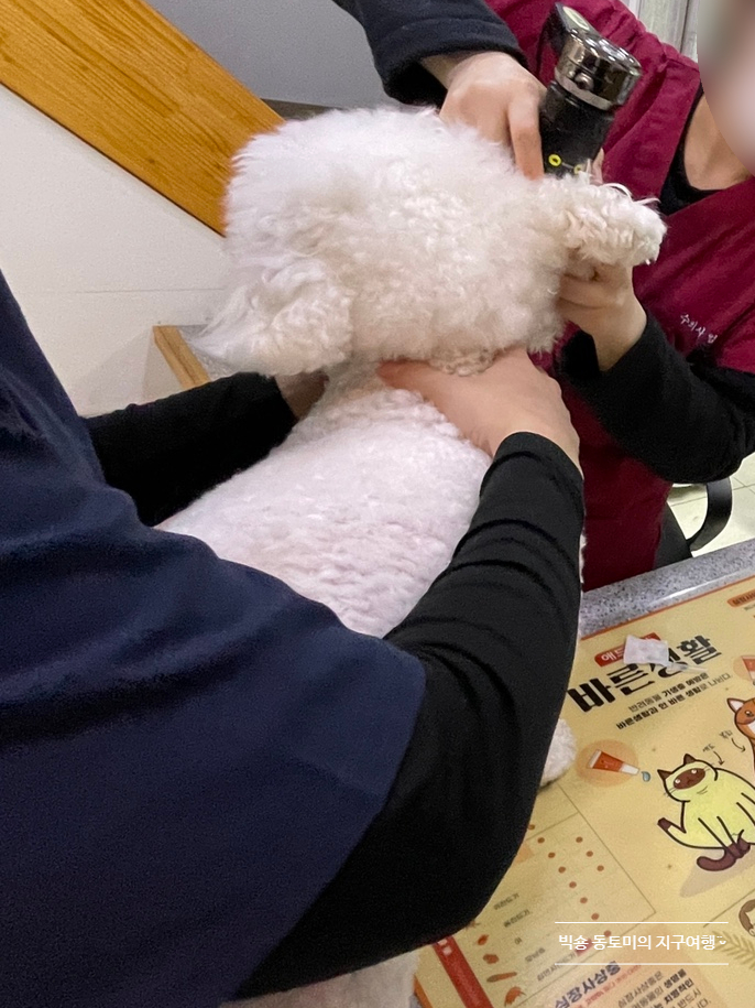  강아지 귀에서 냄새, 외이염 : 강아지 귓병