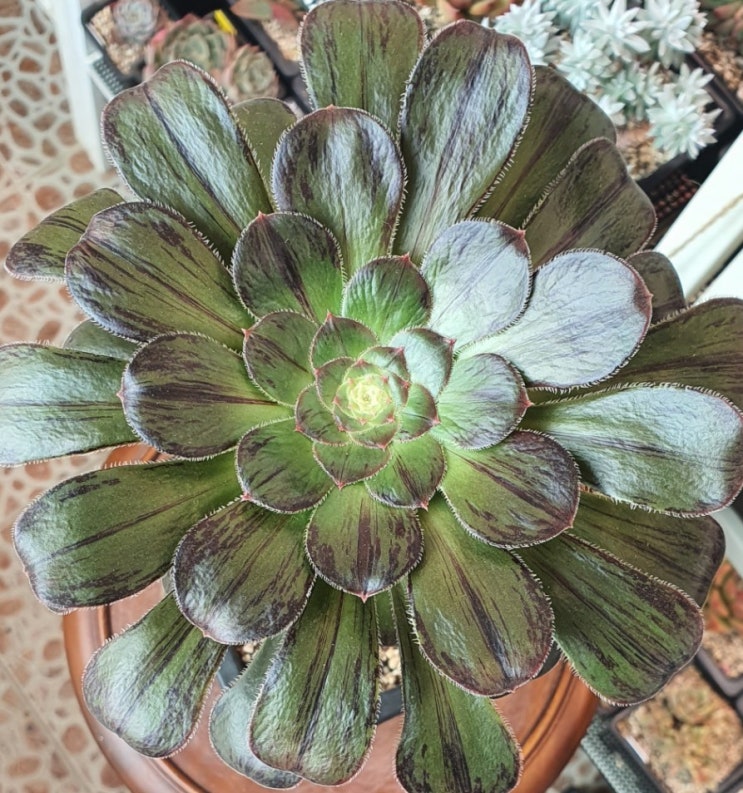  달마법사, 마라다흑법사, Aeonium rubrolineatum
