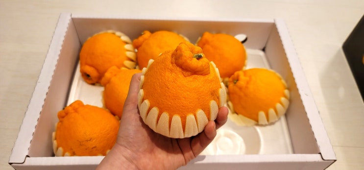  제주농협 귤로장생 한라봉 감사선물받았어요.