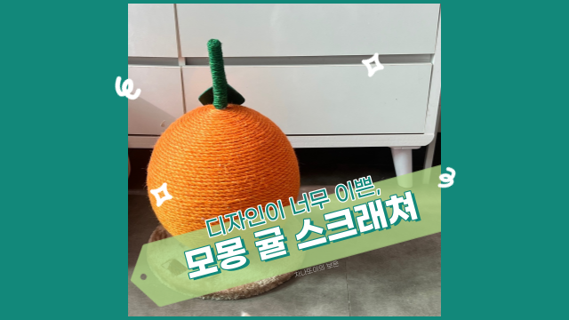  모몽 싱글 귤 스크래쳐로 고양이도 행복하고, 인테리어도 환하게! (Feat. 위트)
