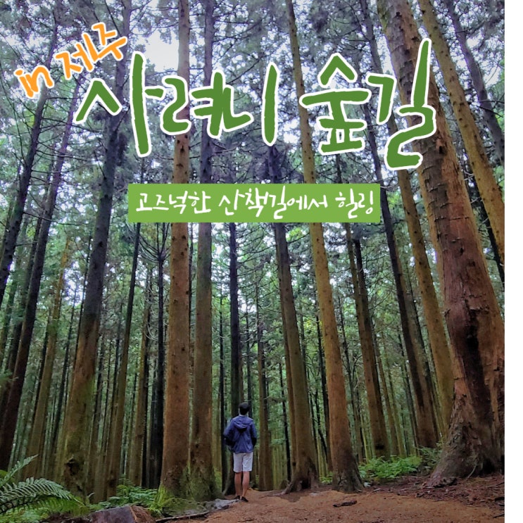  비 오는 날 걷기 좋은 제주 여행지_사려니 숲길, 조용함을 느끼다.