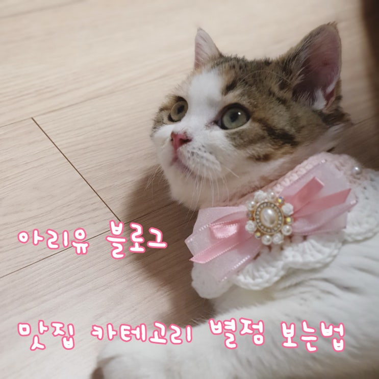  아리유 블로그 이용 꿀팁! 맛집 카테고리 별점 보는 법 알려드립니다