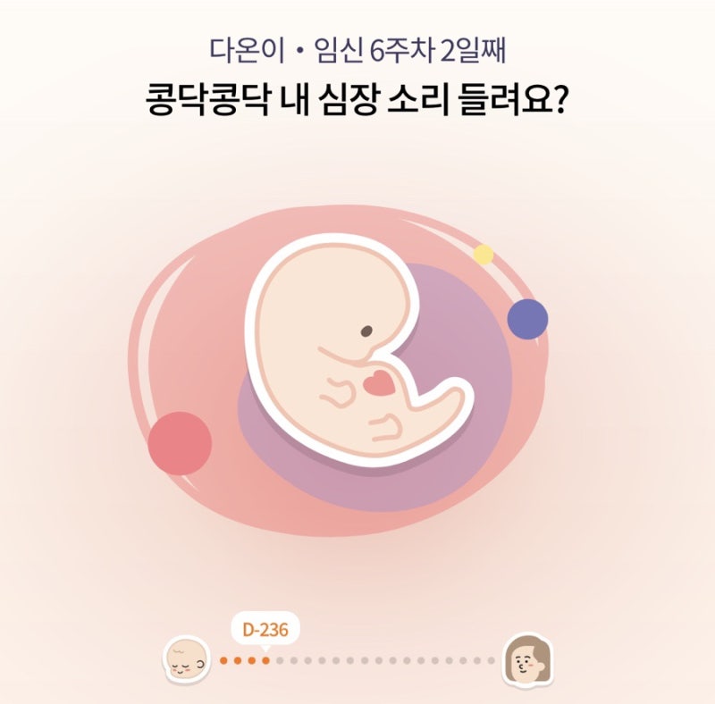 임신 기록 (8-12주) :: 젤리베어, 부모님을 위한 임신 서프라이즈