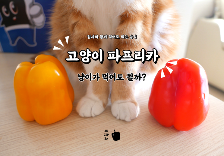  고양이 먹어도 되는 음식 파프리카 효능부터 주의사항까지