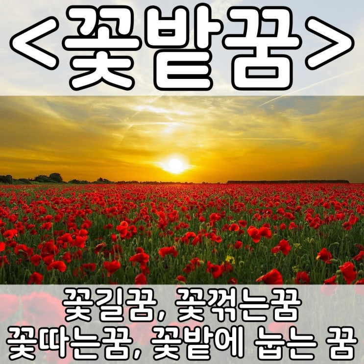 [쉬운 꿈해몽] 꽃밭꿈 :: 꽃길꿈, 꽃꺾는꿈, 꽃따는꿈, 꽃밭에 눕는 꿈