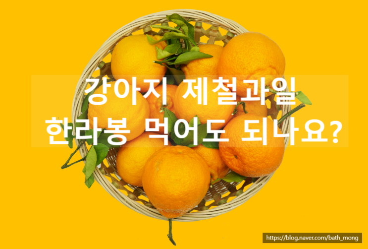  강아지 겨울 제철과일 한라봉 먹어도 되나요?