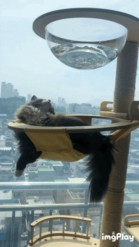  고양이 수직 공간 - 나비나무 캣타워 2년 실사용