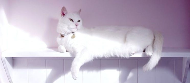 알비노 고양이는 무조건 흰색 고양이를 의미하는 것이 아닙니다.