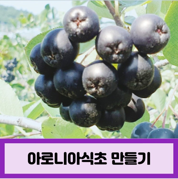  아로니아식초 만들기 실패없는 꿀팁 3가지