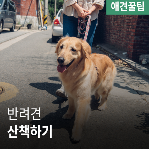 [애견꿀팁] 강아지산책하기 준비물과 주의사항