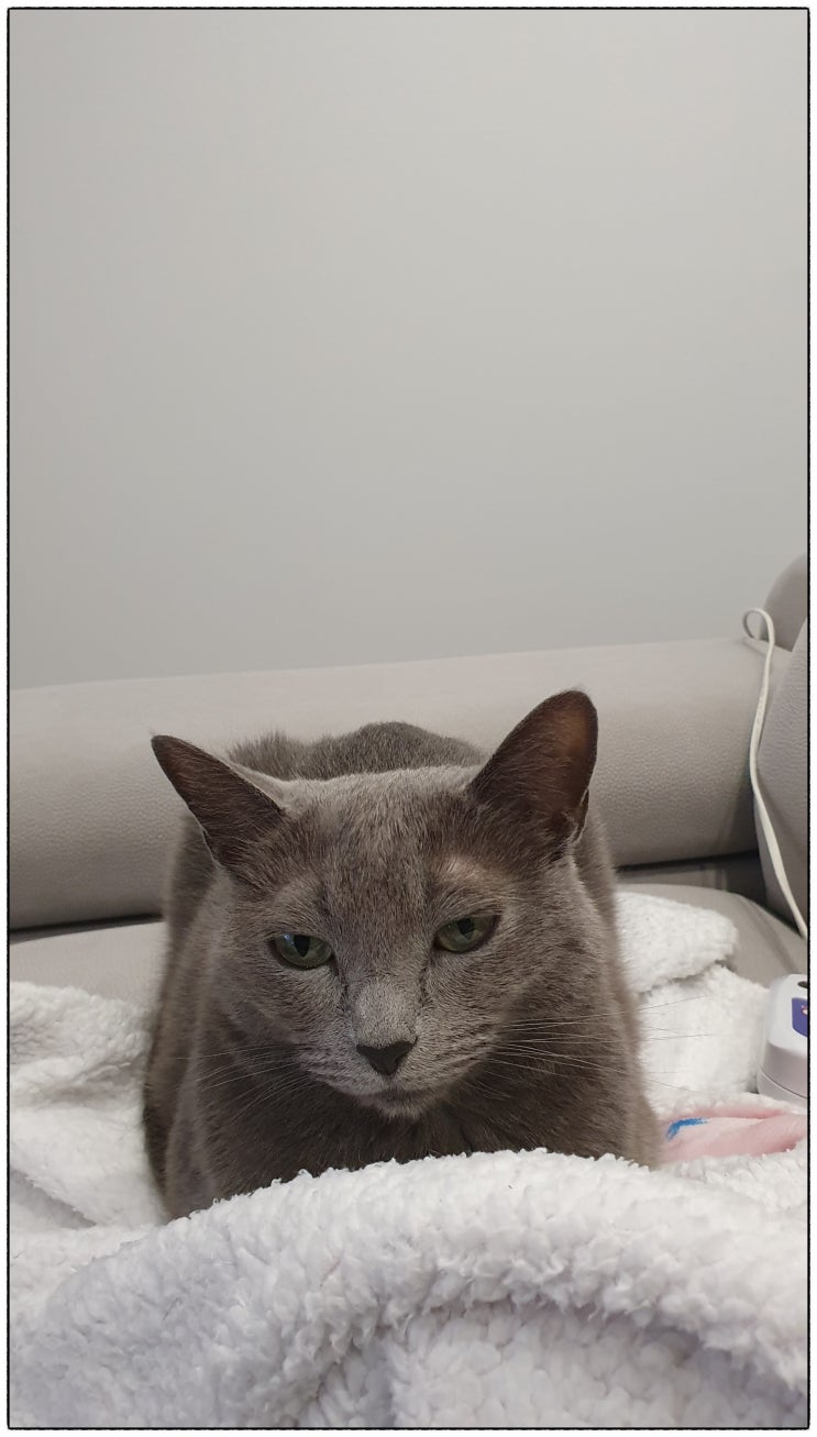  부냥집사 성장기 블로그에 오신것을 환영하며 제 소개를 할까해요.