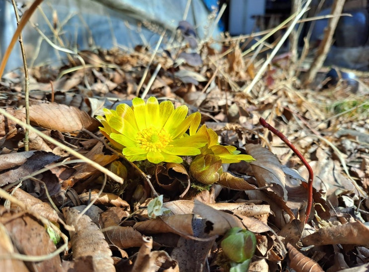 [<b>봄의</b> 전령 '<b>복수초</b>'] 농부의 또 다른 노후 준비를 마치며~