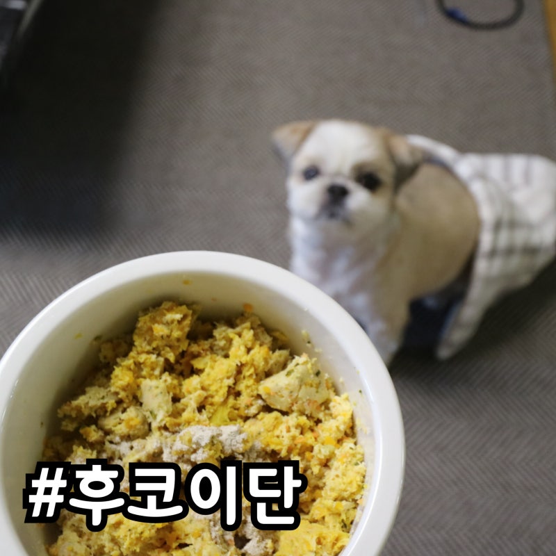 강아지지방종, 면역력까지 챙기는 묘견서 후코이단