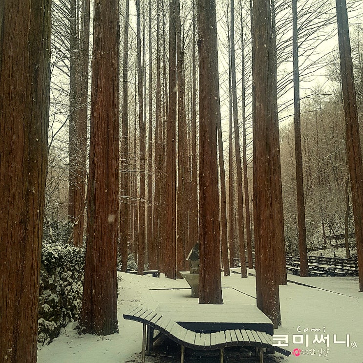 대전 장태산자연휴양림 눈 내리던 메타세콰이아 숲이 장관 (산림문화휴양관 보문산 일박 숲속의 집 정보)