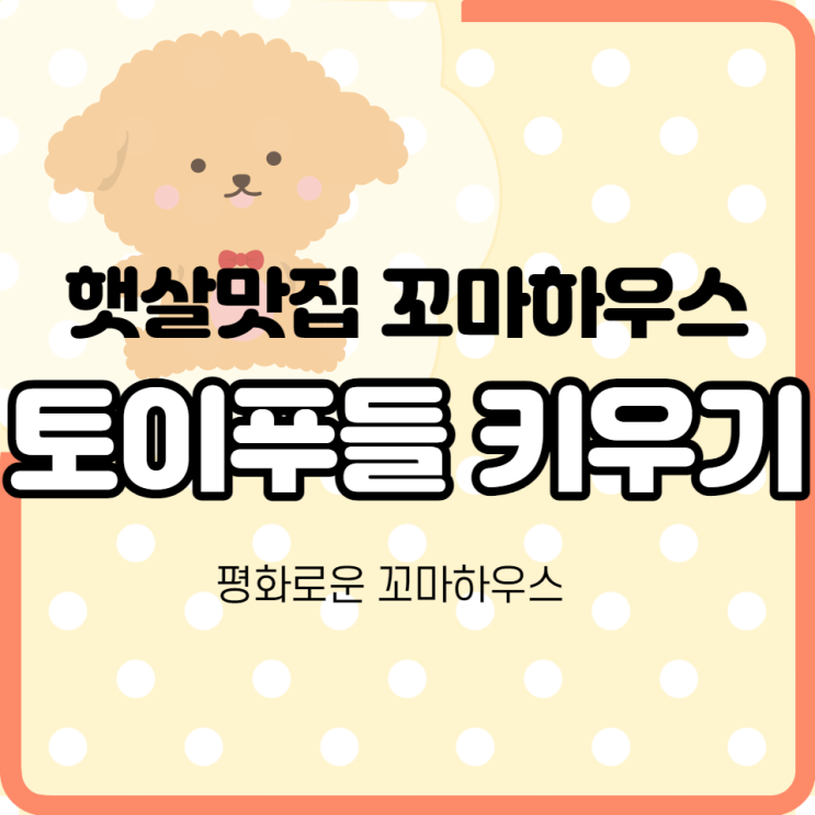  토이푸들 강아지 키우기: 꼬마하우스는 오늘도 평화롭다