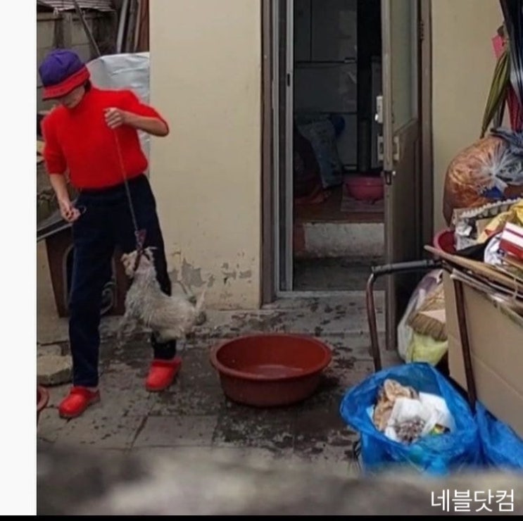  대전 노인 애견 백구 폭행 상습적으로 맞으며 살고 있는 아기백구