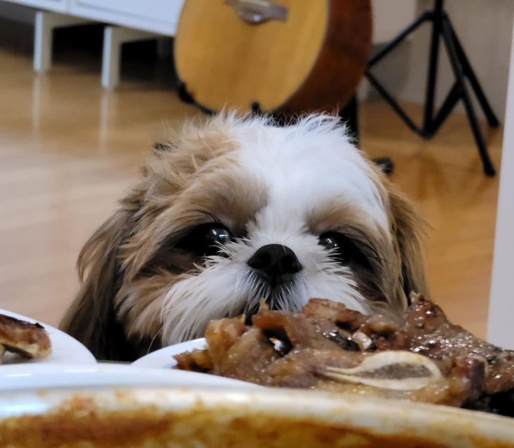 강아지 명절음식 떡국, 전, 고기, 포도, 귤 등 설날에 먹어도 되나요?