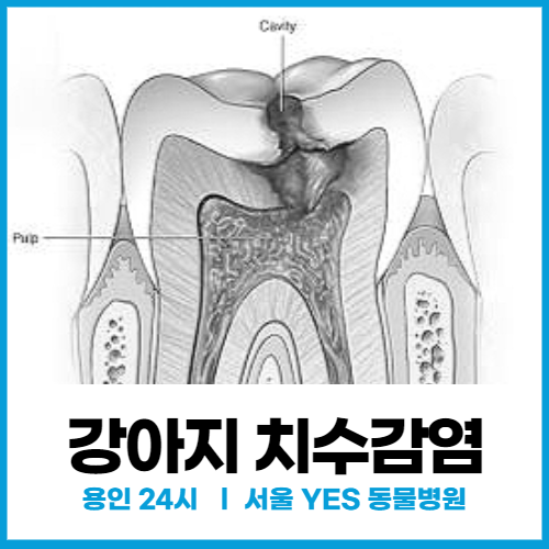  [강아지치과] 강아지 눈 밑 염증 피부치료 안될 때, 치수감염으로 인한 치근단 농양 의심 (강아지 발치 및 스케일링)