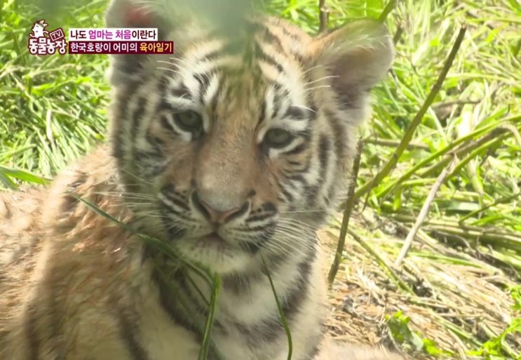  범궁이 근황 유튜브  #태범 #무궁 #백두대간 #적응기