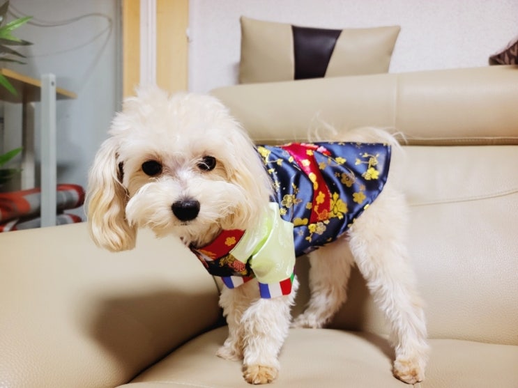  시추 뚱이의 기일과 말티푸 카이의 설빔 (새해 복 많이 받으세요~)