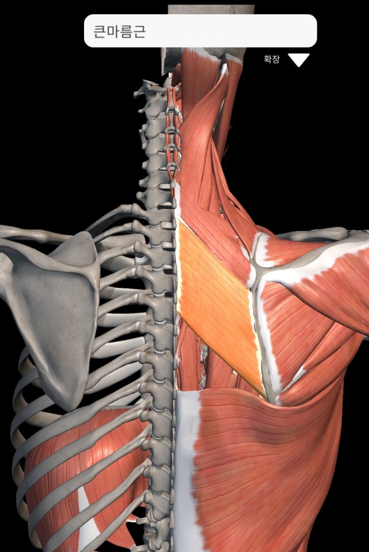 능형근(Rhomboids) - 날개뼈 사이 통증, 견갑 사이 통증
