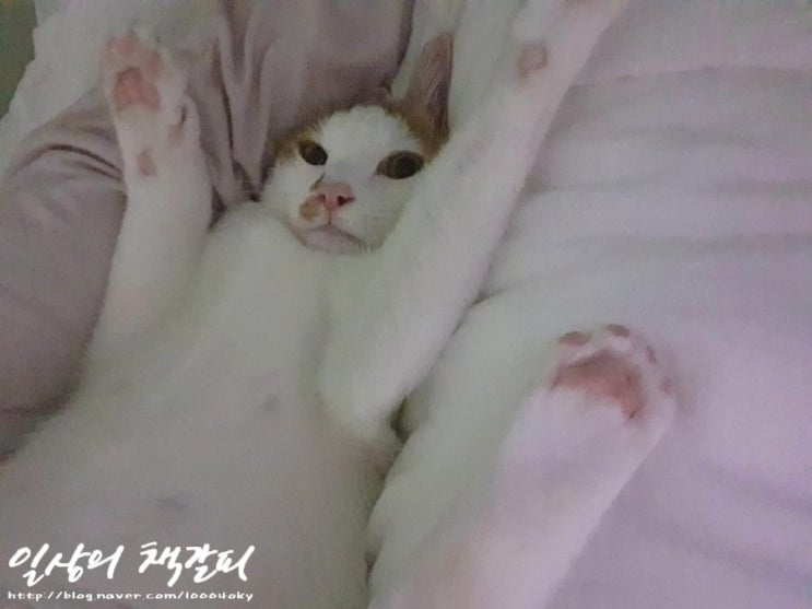  <2인2묘 라이프> 2022. 1. 24.~26. 파괴왕 고양이들