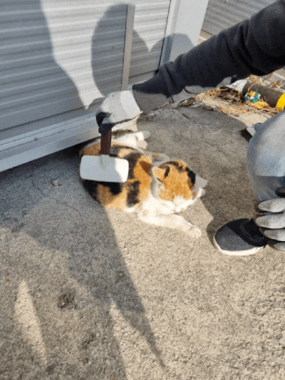  길고양이 일상 21