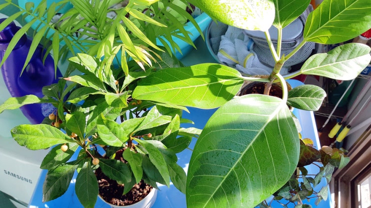 오랜만에 공기정화 식물들의 일광욕, 베란다에서 광합성 오랜만에 공기정화 식물들의 일광욕, 베란다에서 광합성