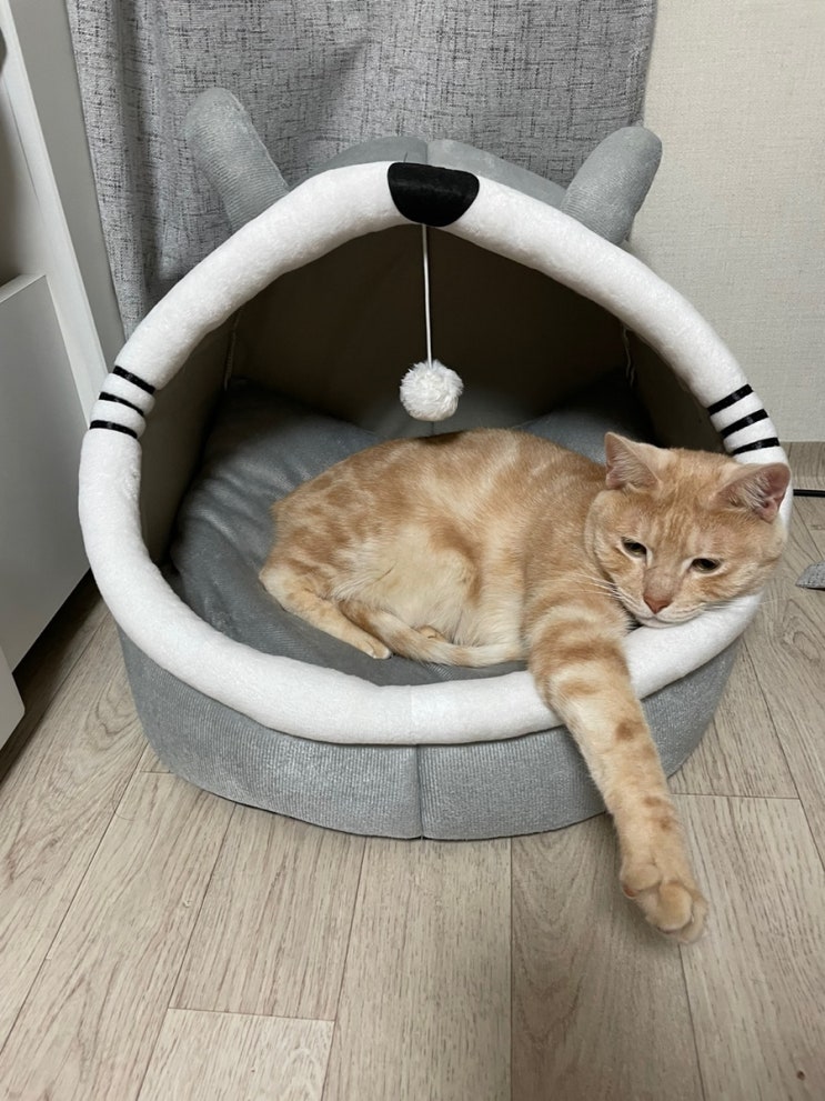  고양이 숨숨집 리스펫 동굴하우스로 아늑한 아지트 완성!