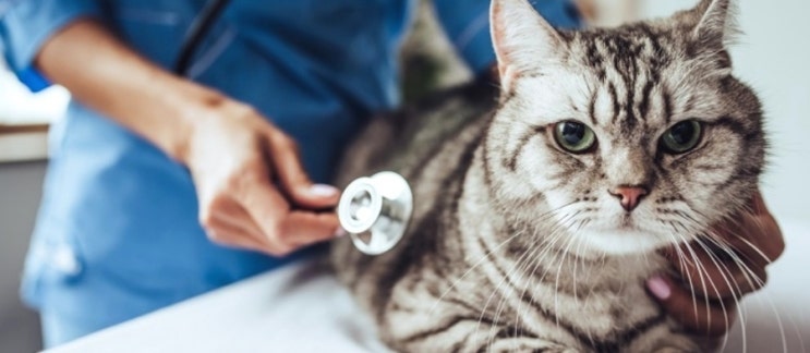 고양이 바이탈 : 고양이 심박수, 체온, 호흡수에 대한 정보